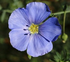 Blue Flax Linum Seeds 500+ Linum Perrene Ornamental Flower Garden - $8.99