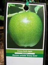 Granny Smith Apple tree - $59.95