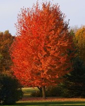 Autumn Blaze Maple 1-2 Feet Tall in a Quart Pot - £38.66 GBP