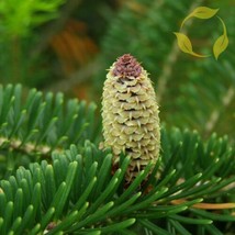 THJAR Fraser Fir Abies Fraseri - 10+ Seeds - £4.15 GBP