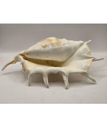 Natural SPIDER Common CONCH Shell Beach 11 Inches-Oregon Coast - €30,63 EUR