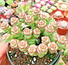 HT Live Crassula Cv Jade Necklace Succulent 25 Seeds Garden Seeds - €12,14 EUR