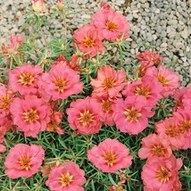 Peach Moss Rose Portulaca Groundcover Plant Seeds 500 Seeds Fresh USA Fa... - $18.99