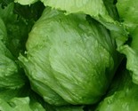 Iceberg Lettuce Seeds 500 Head Lettuce Vegetable Garden Salad Fast Shipping - $8.99
