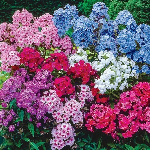 100+ Cheering Tall Mix Phlox Seeds for Garden Planting - $73.74 MXN