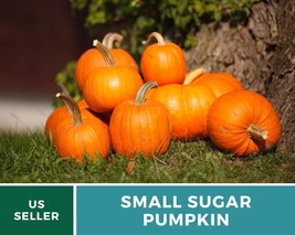 15 Pcs Small Sugar Pumpkin Seeds Heirloom GMO Free Cucurbita pepo Seed - £15.43 GBP