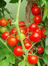 50 Seeds Super Sweet 100 Tomato Tomatoe Vegetable Garden    - $7.17