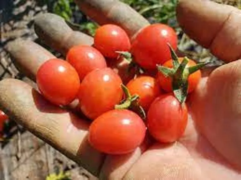50 Seeds Rosalita Tomato Vegetable Garden - $9.60