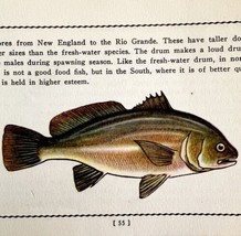 Freshwater Drum 1939 Fresh Water Fish Art Gordon Ertz Color Plate Print ... - £23.97 GBP
