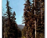 Natches Pass Highway In Autumn Washington WA UNP Chrome Postcard Z1 - $2.92