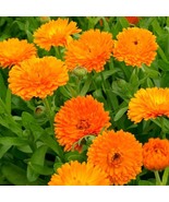 CALENDULA ORANGE KING, 125 SEEDS R - £10.32 GBP