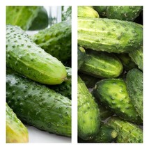 Variety Size Wisconsin SMR 58 Pickling Cucumber NON-GMO Seeds - £9.27 GBP+