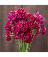 Scabiosa Atropurpurea Red - 50 Seeds - $8.31