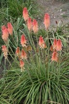 Fresh Garden 25 Fire and Ice Torch Lily Hot Poker Flower Seeds Perennial Seed 89 - £9.18 GBP