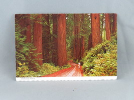 Vintage Postcard - Redwood Forest Trail View - Continental Card - £11.95 GBP