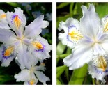 50 Seeds Iris japonica Flowers Garden - £33.51 GBP