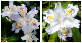 50 Seeds Iris japonica Flowers Garden - £33.47 GBP