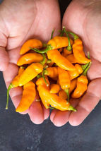 25 Datil Peppers Easy to Grow Seeds Vegetable Garden Edible - £10.86 GBP