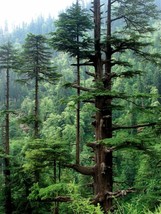 Himalayan Cedar Deodar Cedar Cedrus Deodara 10 SeedsFrom US  - $8.35