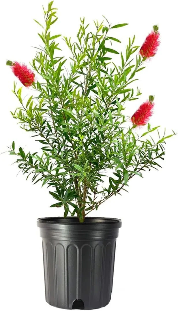 Bottlebrush Tree Live Plants Callistemon Citrinus Red Cluster - £50.48 GBP