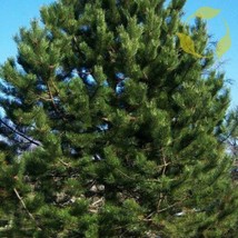 THJAR Austrian Pine Pinus Nigra Austriaca 10 Seeds - $4.89