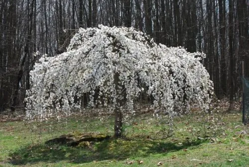 Fresh 5 Weeping White Cherry Tree Seeds Flowering Japanse Ornimental Garden - £8.77 GBP