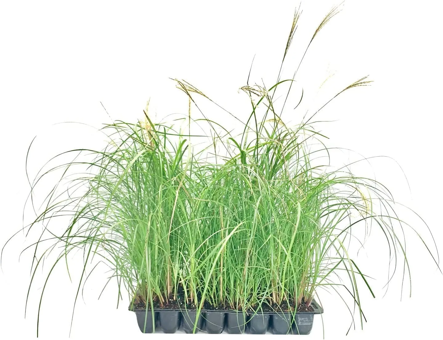 Adagio Maiden Grass Live Plants Miscanthus Sinensis Fast Growing Shrub - $39.41