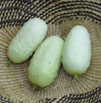 20 Seeds Miniature Sweet White Cucumber Cucumis Sativus - £7.39 GBP