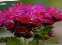 ArfanJaya Ageratum Red Flint Flower Seeds - £6.51 GBP
