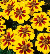 LWSTORE Dwarf Marigold Seeds Dainty Marietta French Marigolds Seeds 100Ct USPS S - £6.50 GBP