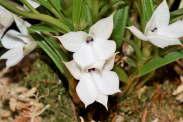 DENDROBIUM SUBULIFERUM SMALL ORCHID MOUNTED - $65.00