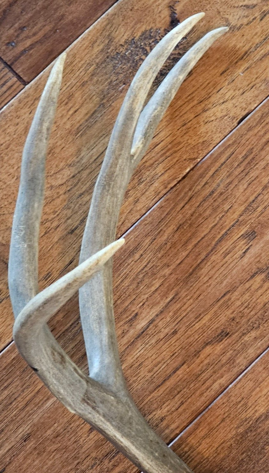 22" wide 4x4 Colorado MULE DEER RACK antlers whitetail mount sheds taxidermy Item image 8