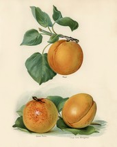 12829.Poster print.Room Wall design.Vintage garden fruit.Peaches.Kitchen decor - £12.94 GBP+