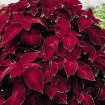 50 Coleus Wizard Red Velvet Shade Loving Seeds Flower Long Lasting Annual - £14.01 GBP