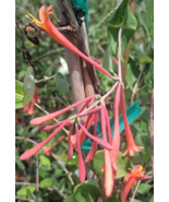 CORAL HONEYSUCKLE 3G Vine Plant Fragrant Beautiful Flowers Attracts Humm... - $53.30