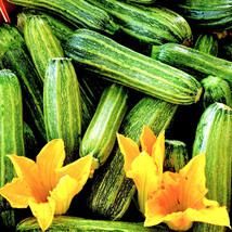 Costata Romanesco Zucchini Rib Striped Italian Heirloom Squash Seed - £4.26 GBP