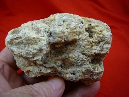 (k-2103) 145 g Rare Kauri tree Gum copal young Amber New Zealand Tane Ma... - $122.39