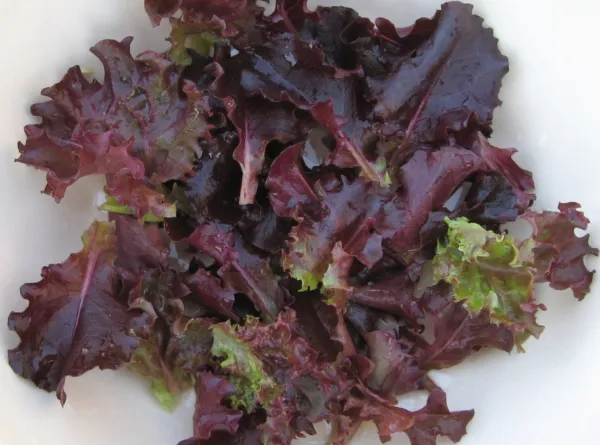 Lettuce, Ruby Red Leaf, Salad Greens, 730 Seeds Buy Us Fresh - $3.98