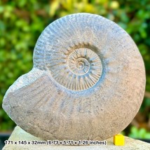 Fossil Leioceras Fossil Ammonite, Jurassic: Caen, France - With Certificate of - $279.27