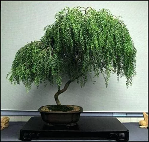 Weeping Willow Bonsai Live Tree Ready To Plant Dwarf Fresh Garden - $41.92