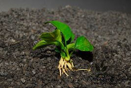 ANUBIAS NANA BONSAI ONE PLANT-Freshwater Aquatic Live Plants - $4.94