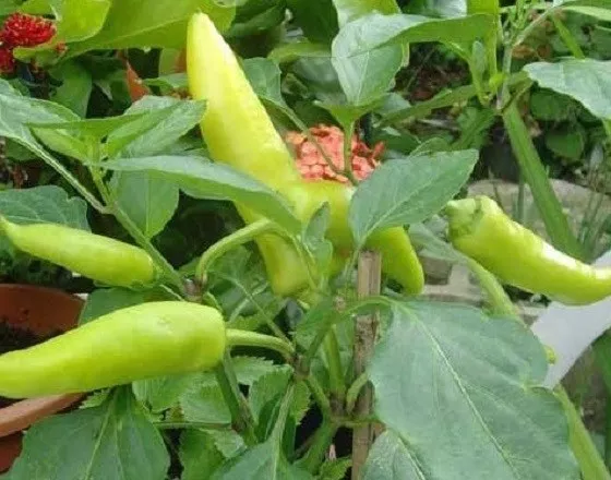 300 PEPPER SEEDS SWEET HUNGARIAN WAX CHILE PEPPER SEEDS Easy to Grow - $14.99