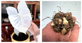 June Bride White Caladium Bulbs Live Plant Gardening (NO HEAT PACK) - £32.24 GBP