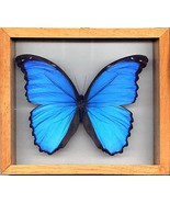 LARGE Blue Morpho Butterfly Framed in Wood A+ Quality - $65.00