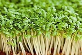 Cress Seed, Microgreen, Sprouting, 2 Pounds, Non GMO - Country Creek Acres Brand - $29.99