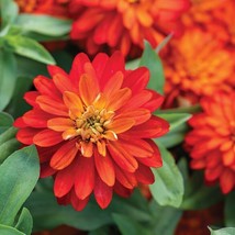 PWO 100+ Zahara Double Fire Zinnia Seeds For Garden Planting - Usa - ! - £4.91 GBP