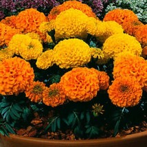 Giant Yellow &amp; Orange Crackerjack Marigold Seeds Gardening Fresh USA SHIPPING - £7.14 GBP