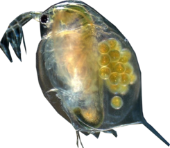 220+ Live Daphnia Magna Freshwater Fleas Tank Raise Cultures live Fish foods - £19.86 GBP