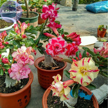 New Fresh Mixed 2 Types Of Adenium Desert Rose 2 Seeds Yellow Red One And Pink R - £4.02 GBP