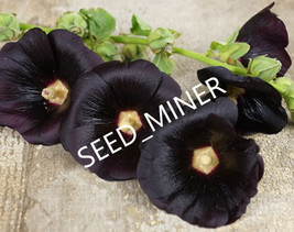 Berynita Store Hollyhock Black 20 Seeds Biennial Heirloom Open Pollinated - £7.48 GBP